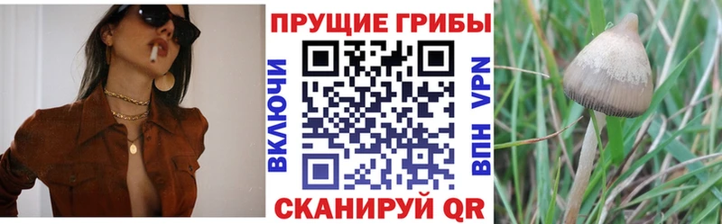 Галлюциногенные грибы MAGIC MUSHROOMS  как найти закладки  Белокуриха 
